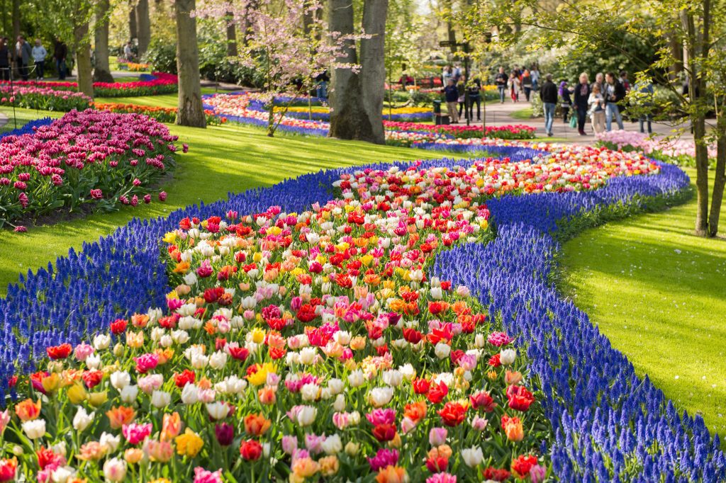 A legnagyobb tulipanos hely Hollandiaban Keukenhof