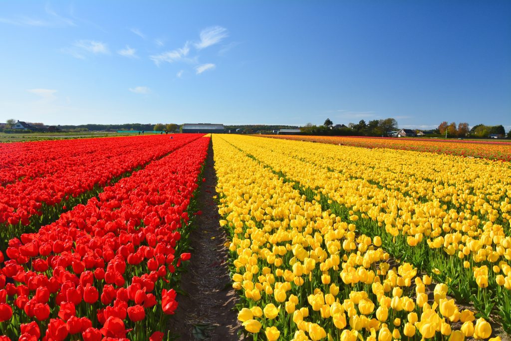 Noordwijkerhout legszebb tulipanos helyek