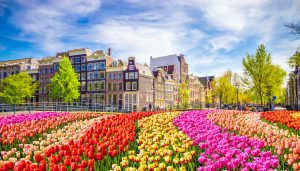 Legszebb Tulipános helyek Hollandiában