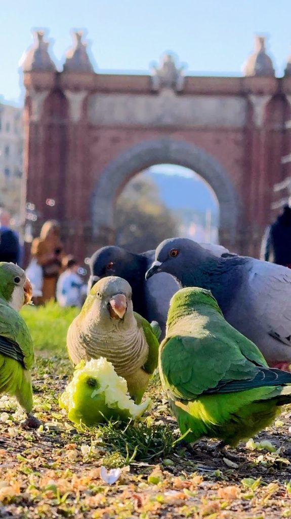 Arc de Triom Barcelona
