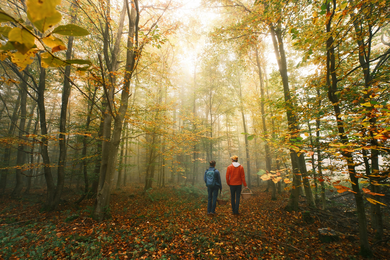 Varázslatos őszi erdők