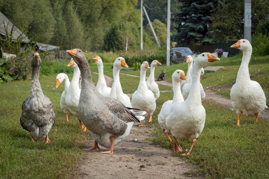 Legjobb Márton-napi programok