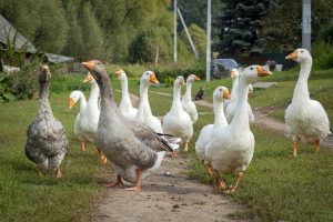 Márton-napi programok