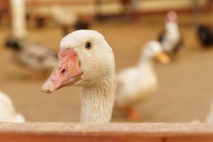 Legjobb Márton-napi programok