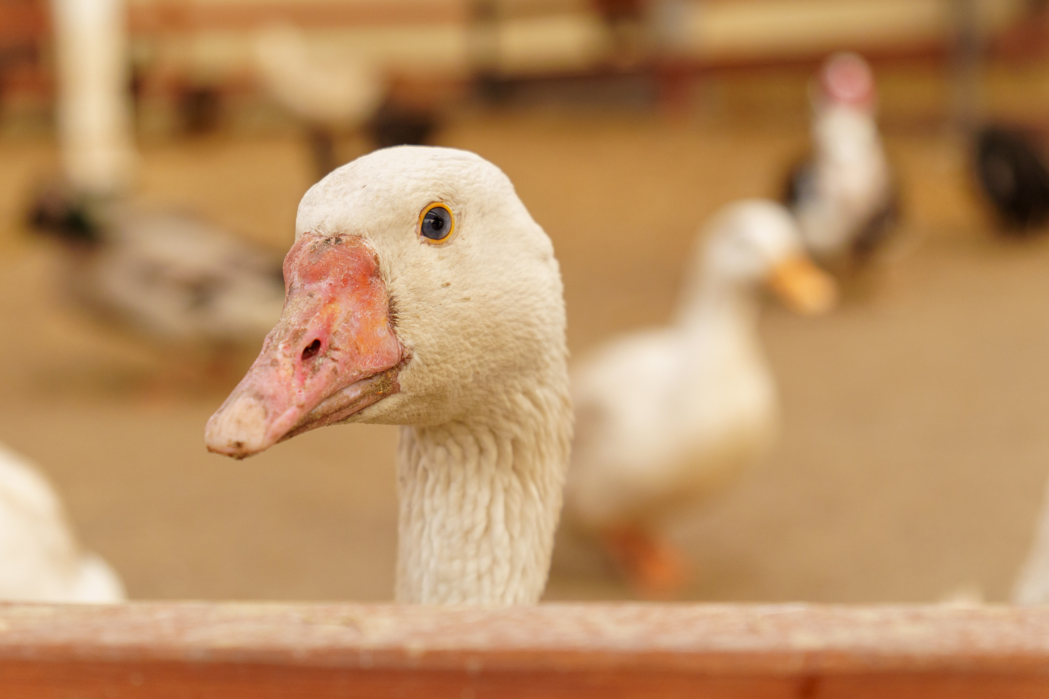 Legjobb Márton-napi programok