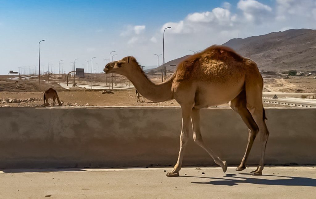 Az autópálya felhajtón sétáló teve, Salalah-Mirbat autópálya mentén. Fotó: Máté Balázs