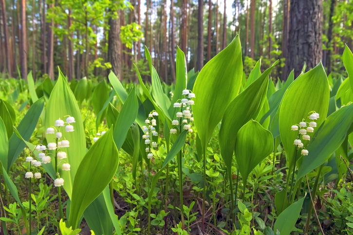 Convallaria majalis
