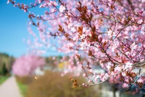 cseresznyefa virágzás